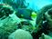 bayahibe, eiland saona, strand